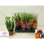Lilium Liilia az mix 13cm