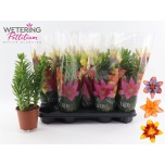 Lilium Liilia az mix 13cm