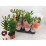 Lilium Liilia az mix 13cm