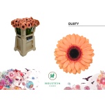 Gerbera mini Dusty*20