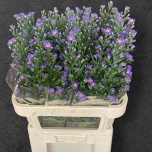 Aster Laura 85cm