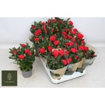 Rosa Potiroos red mercedes kordana grande 10,5cm