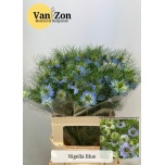 Nigella miss jekyll oxford blue 60cm
