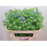 Nigella miss jekyll oxford blue 70cm