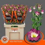 Eustoma Preeriakell Adom Red Picotee