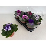 Saintpaulia Varjukannike mix 4 colours 12cm