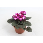 Saintpaulia Varjukannike mix 4 colours 12cm
