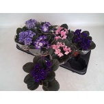 Saintpaulia Varjukannike mix 4 colours 12cm