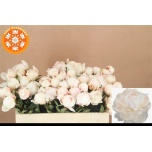 Paeonia Pojeng Odile 50-55cm