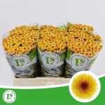 Chrysanthemum Krüsanteem SANTINI Calimero Shiny*25