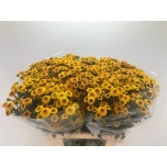 Chrysanthemum Krüsanteem SANTINI Calimero Shiny 65cm*25