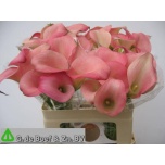Zantedeschia Kalla Samur 55cm