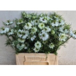 Nigella White Lady 40cm
