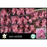 Cymbidium Tsümbiidium Princess 60cm