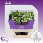Alstroemeria Inkaliilia Siberia