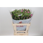 Dianthus Nelk SP Yongo*10