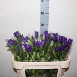Campanula Kellukas Cam Deep Blue 65cm