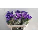 Campanula Kellukas Cam Deep Blue 70cm