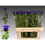 Campanula Kellukas Campana Deep Blue 75cm