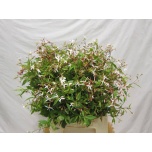 Gillenia Piiskenelas trifoliata 50cm