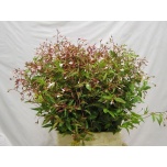 Gillenia trifoliata Piiskenelas 50cm