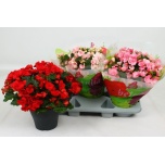 Begonia Begoonia elat betulia single flowered mix 19cm