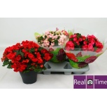 Begonia Begoonia betulia single flowered mix 19cm