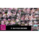Cymbidium Tsümbiidium Joal 60cm