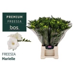 Freesia Marielle