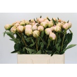 Paeonia Pojeng Cheddar Cheese 60cm