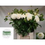 Dahlia Daalia Ryecroft Jan 50cm