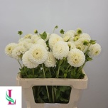 Dahlia Daalia Ryecroft Jan 60cm