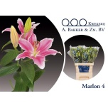 Lilium Liilia OR Marlon 90cm
