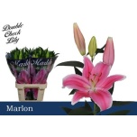 Lilium Liilia OR Marlon 90cm