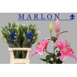 Lilium Liilia OR Marlon 95cm