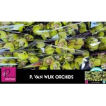 Cymbidium Tsümbiidium Mrs R Hood 60cm