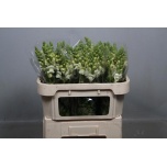 Antirrhinum Lõvilõug Poto Ivory White 70cm