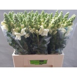 Antirrhinum Lõvilõug Poto Ivory White 70cm