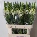 Antirrhinum Lõvilõug Poto Ivory White 80cm
