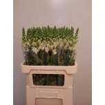Antirrhinum Lõvilõug Poto Ivory White 80cm
