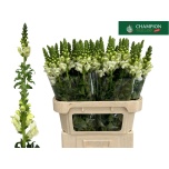 Antirrhinum Lõvilõug Poto Ivory White 80cm