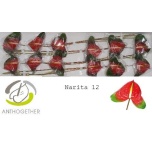 Anthurium Flamingolill Narita