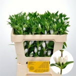Gentiana White Sky 50cm