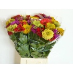 Zinnia OV mix 55cm
