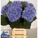 Hydrangea Hortensia Hilde Moor Blue 70cm