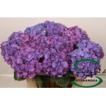 Hydrangea Hortensia Rodeo Purple 60cm*5