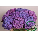 Hydrangea Rodeo Purple 60cm*5