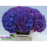 Hydrangea Hortensia Rodeo Purple 60cm*5