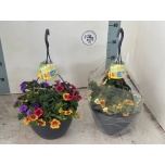 Calibrachoa Puispetuunia aloha mix 25cm
