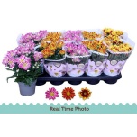 Chrysanthemum indi mix bicolour 12cm